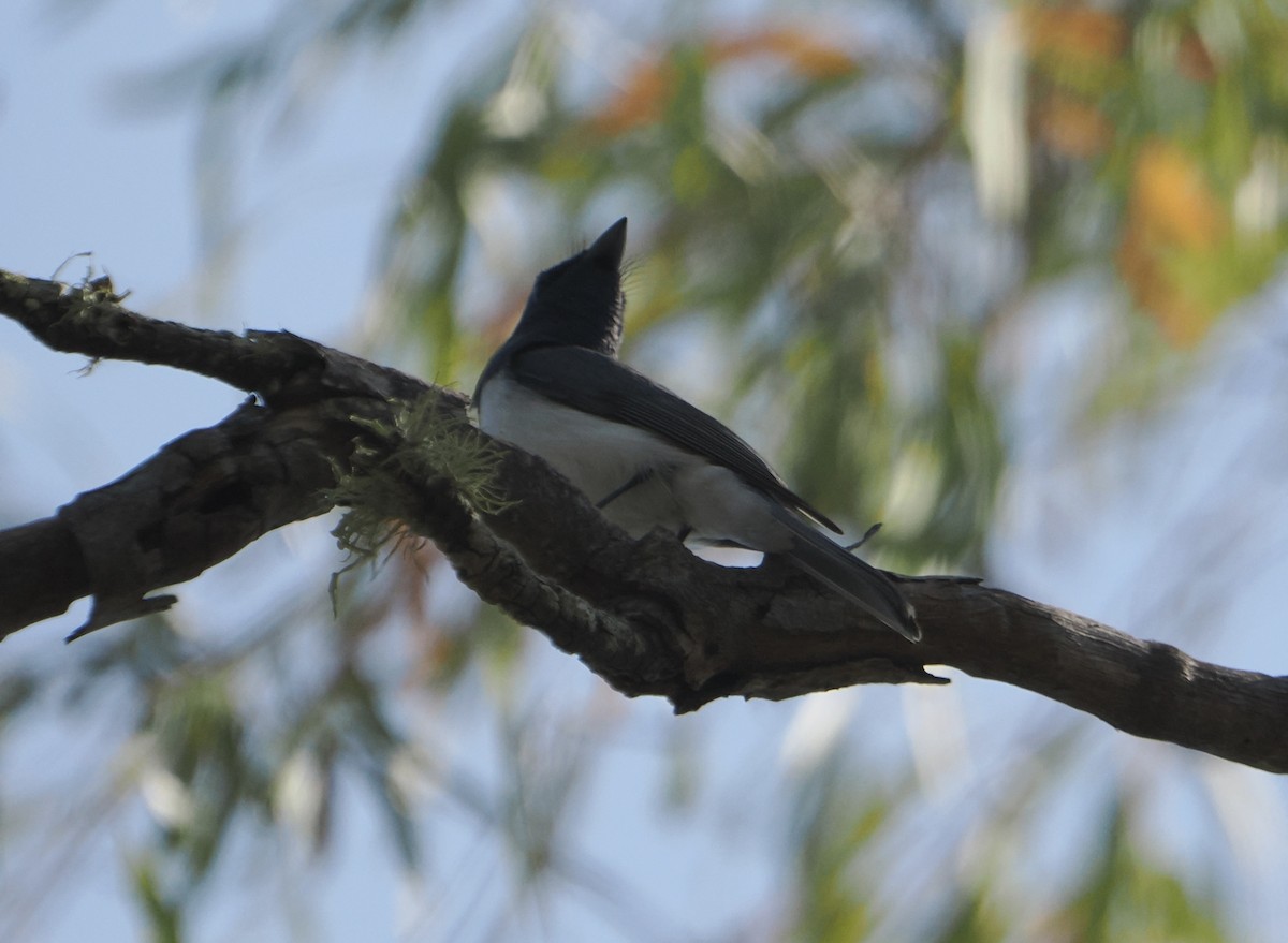 Leaden Flycatcher - ML645810565