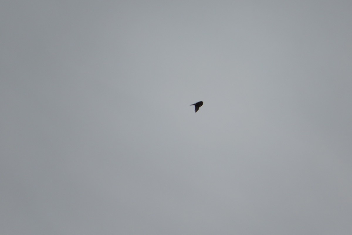 נץ בלתי-מזוהה - ML645810570