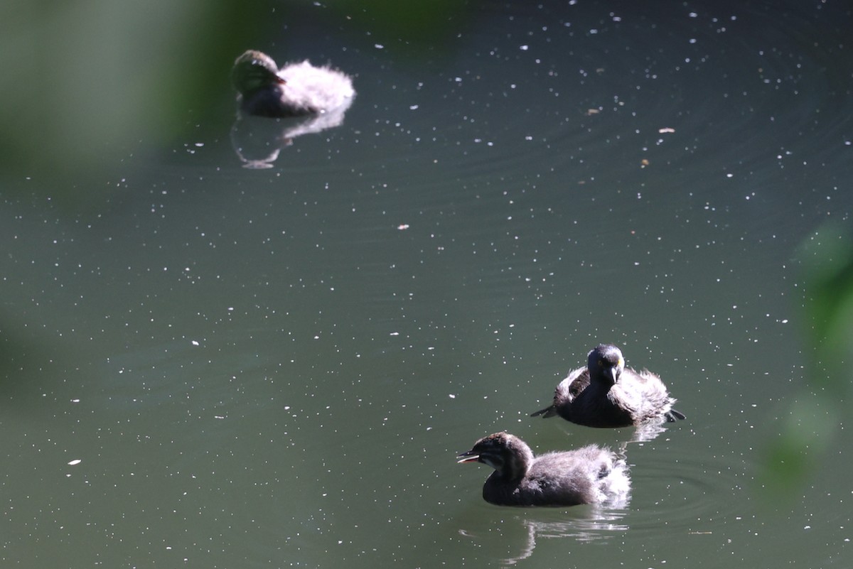 Least Grebe - ML645810590