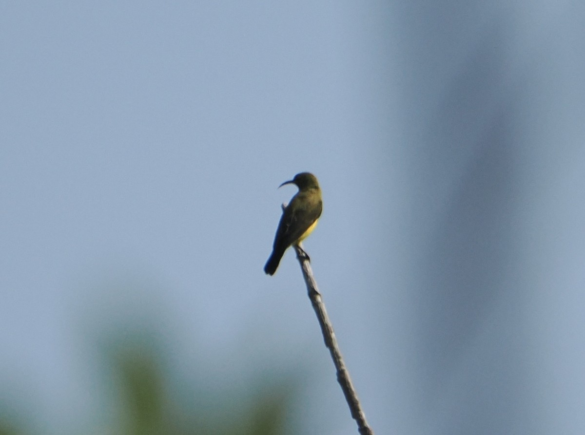 Sahul Sunbird - ML645810592