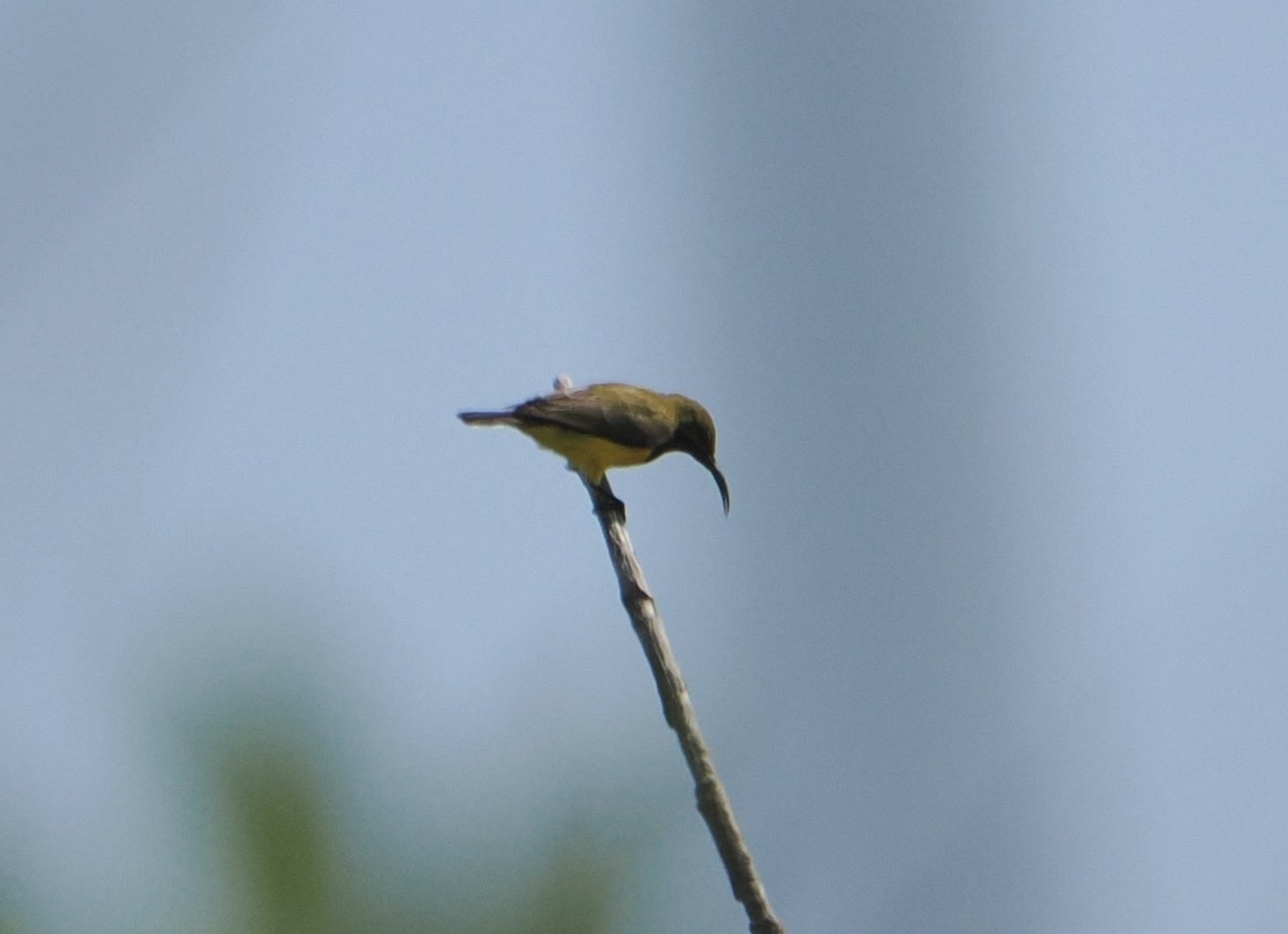 Sahul Sunbird - ML645810593