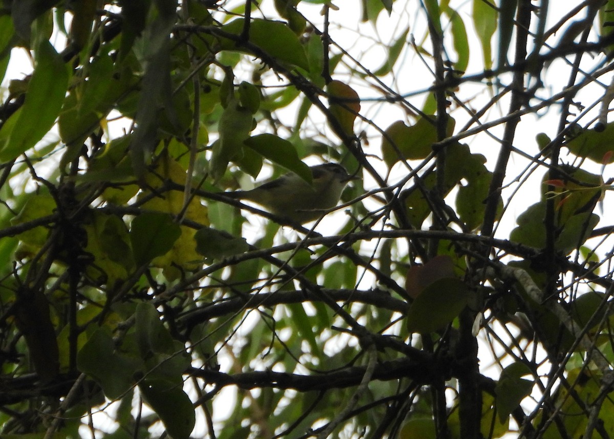 Brown-capped Vireo - ML645810595