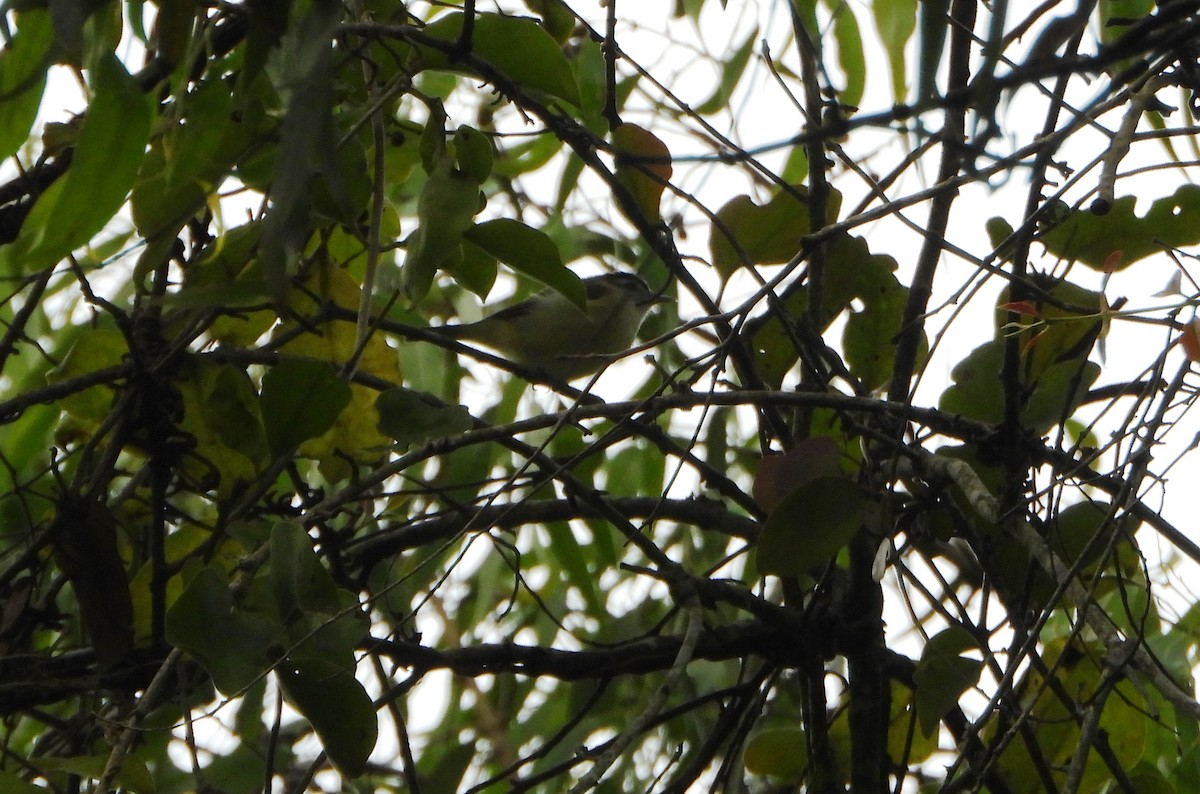 Brown-capped Vireo - ML645810596