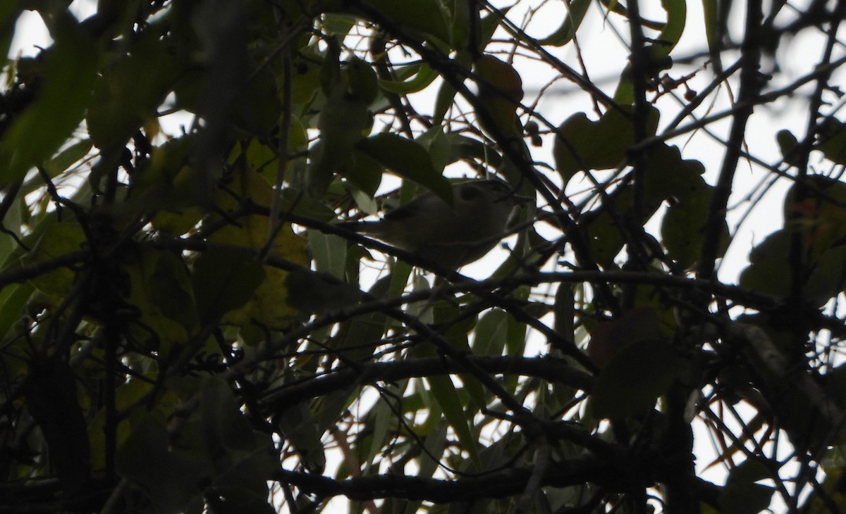 Brown-capped Vireo - ML645810597