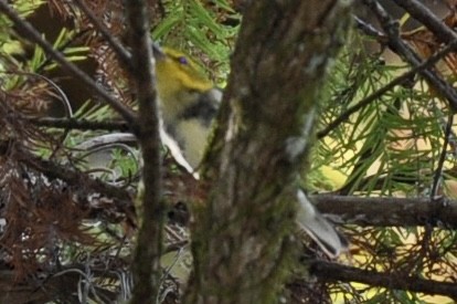 Black-throated Green Warbler - ML645810604