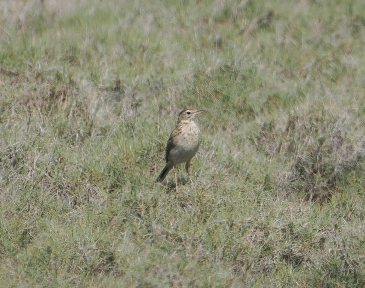 Australian Pipit - ML645810608