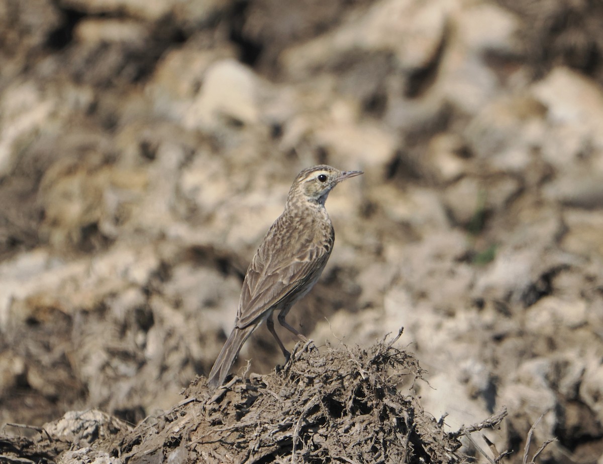 Australian Pipit - ML645810609