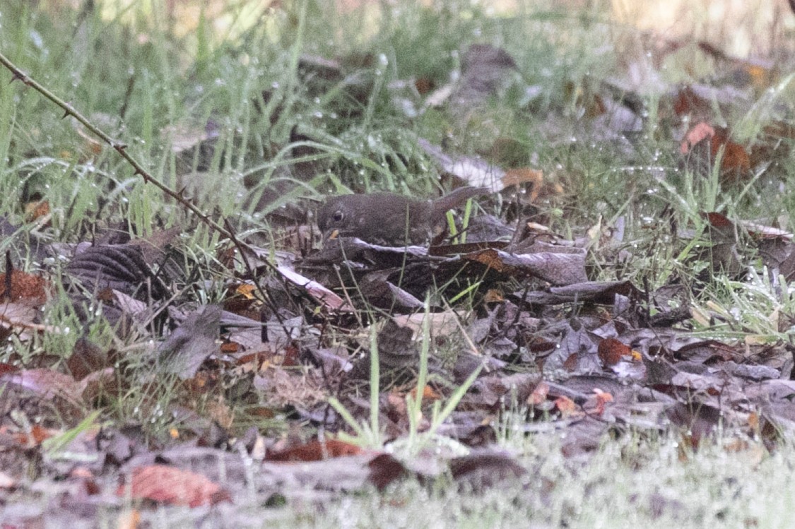 Fox Sparrow (Sooty) - ML645810615