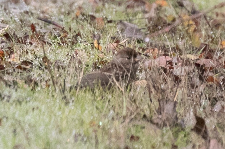 Fox Sparrow (Sooty) - ML645810616