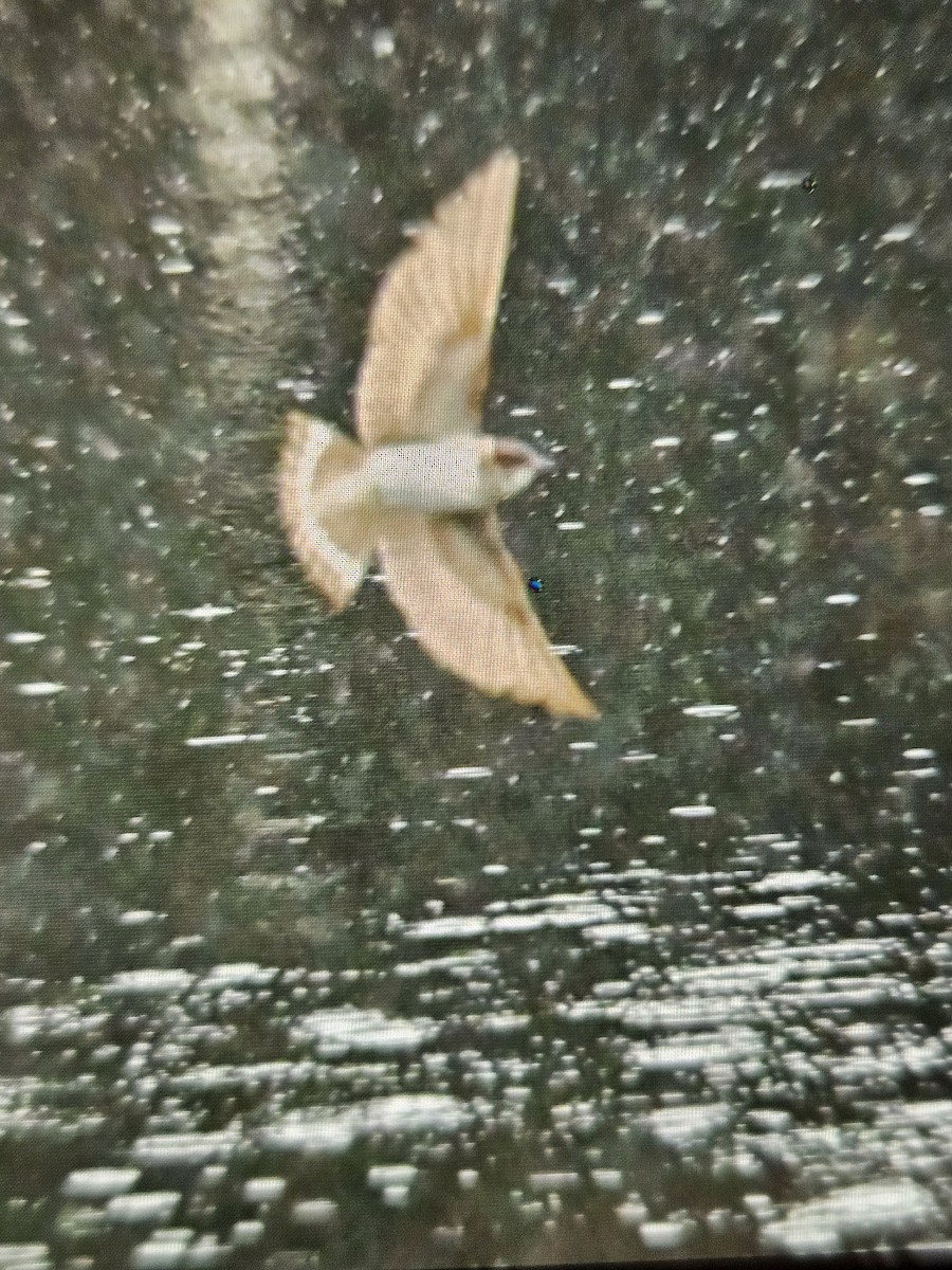 Ластівка сільська - ML645810623