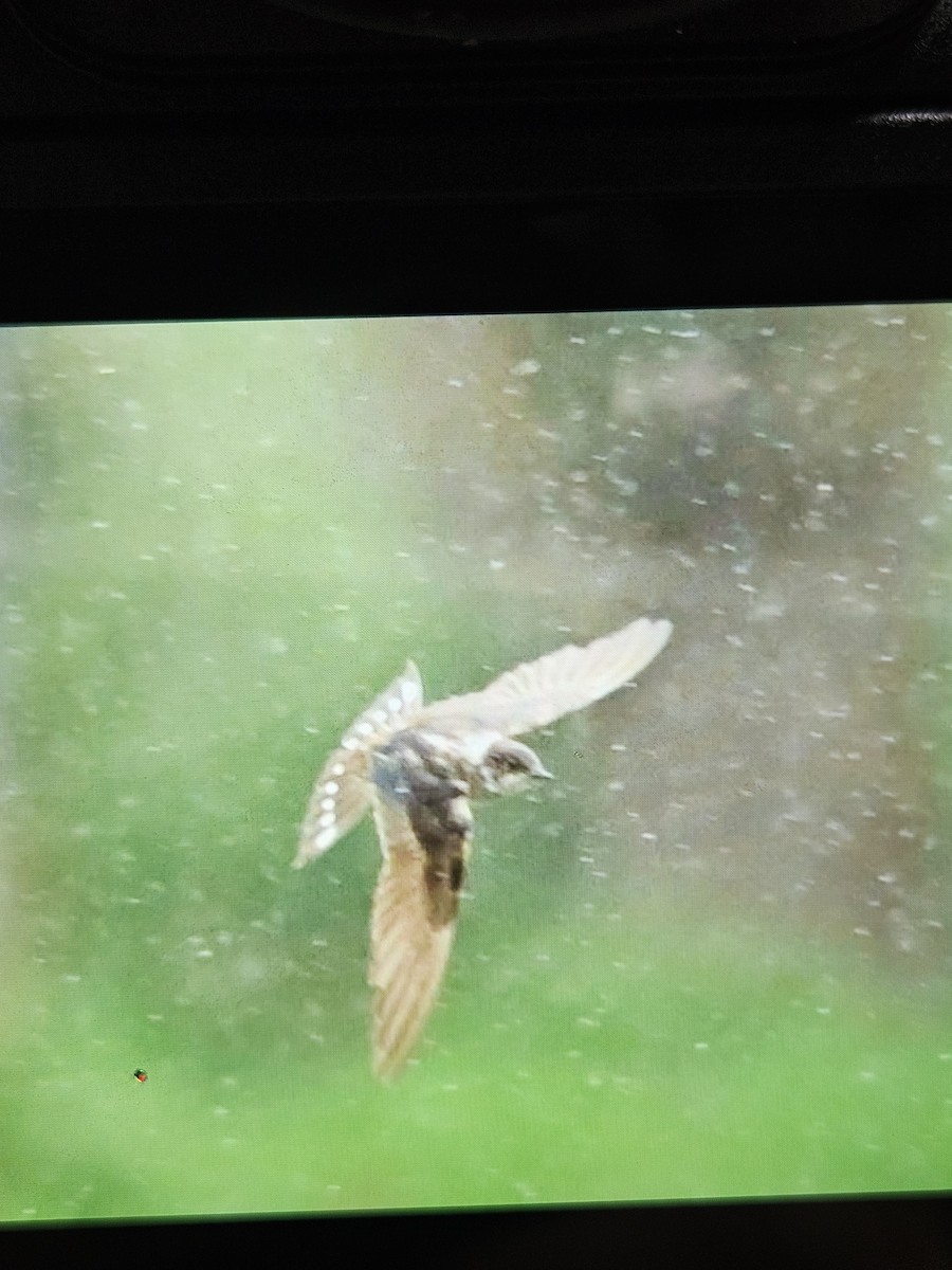 Ластівка сільська - ML645810626