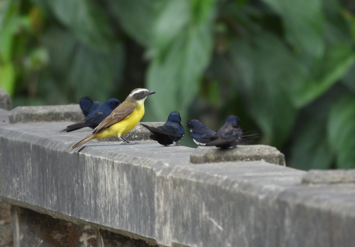 Social Flycatcher - ML645810640