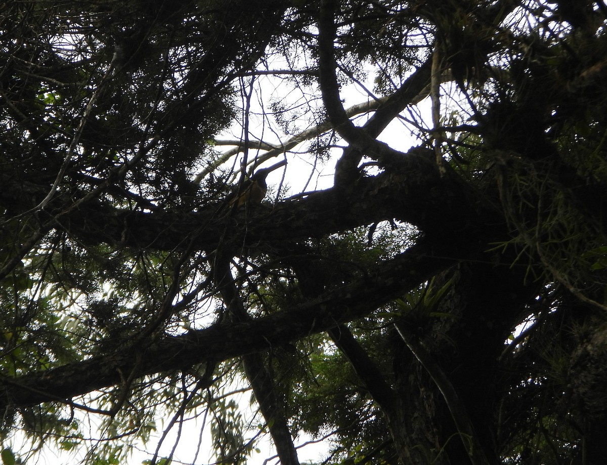 Geai vert - ML645810671