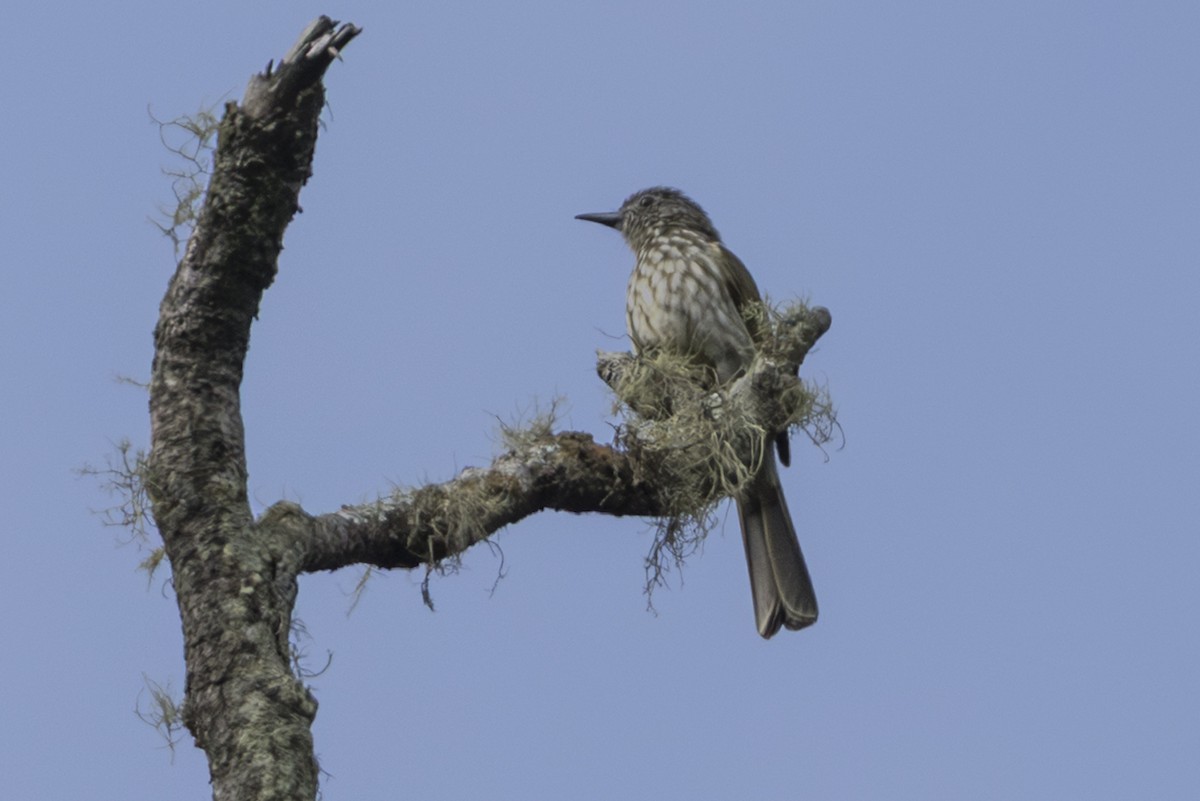 Javan Bulbul - ML645810672