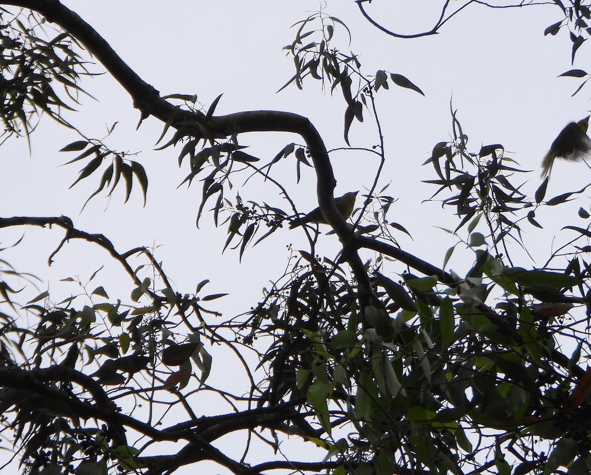White-winged Tanager - ML645810692