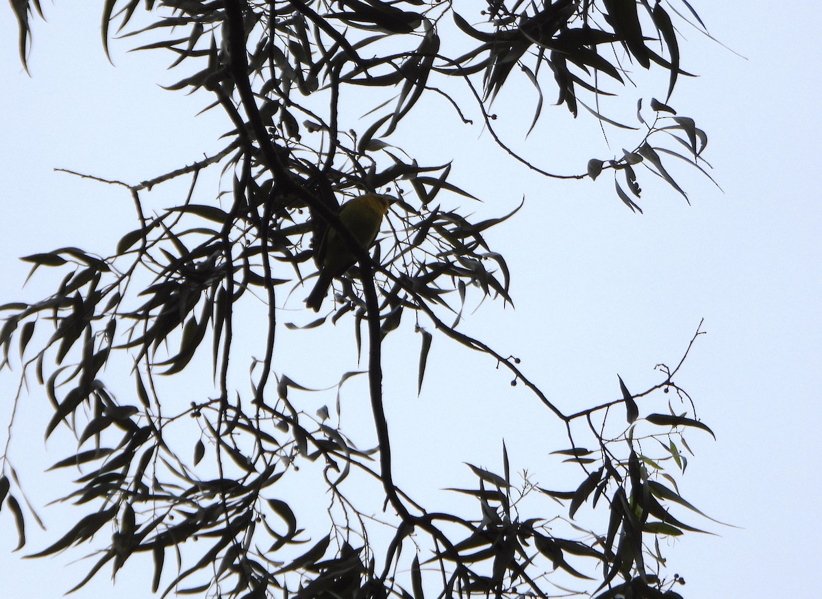 White-winged Tanager - ML645810693