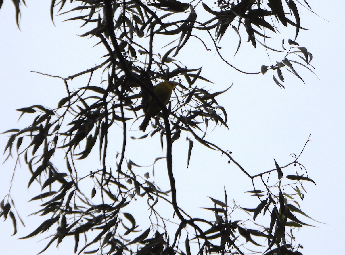 White-winged Tanager - ML645810694