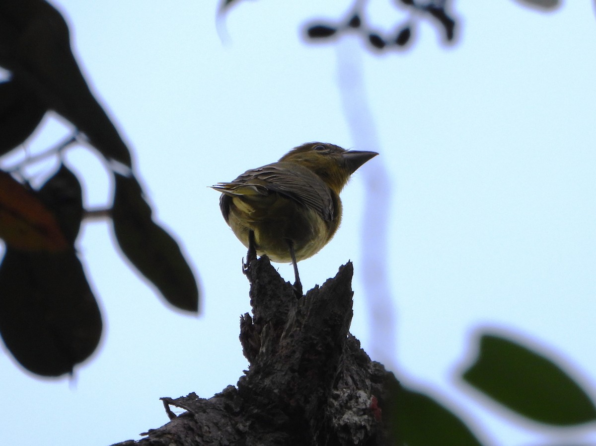 White-winged Tanager - ML645810695
