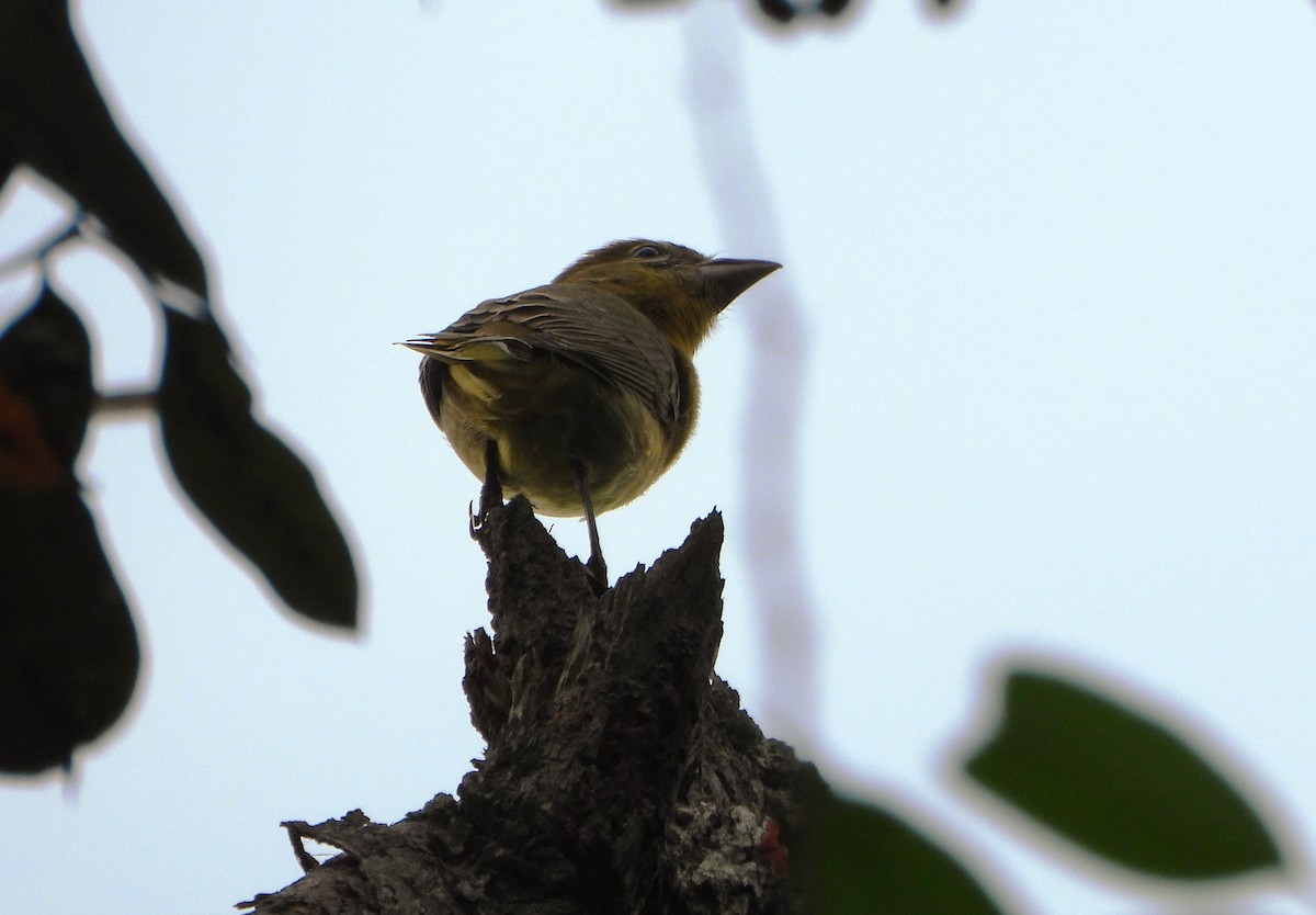 White-winged Tanager - ML645810696