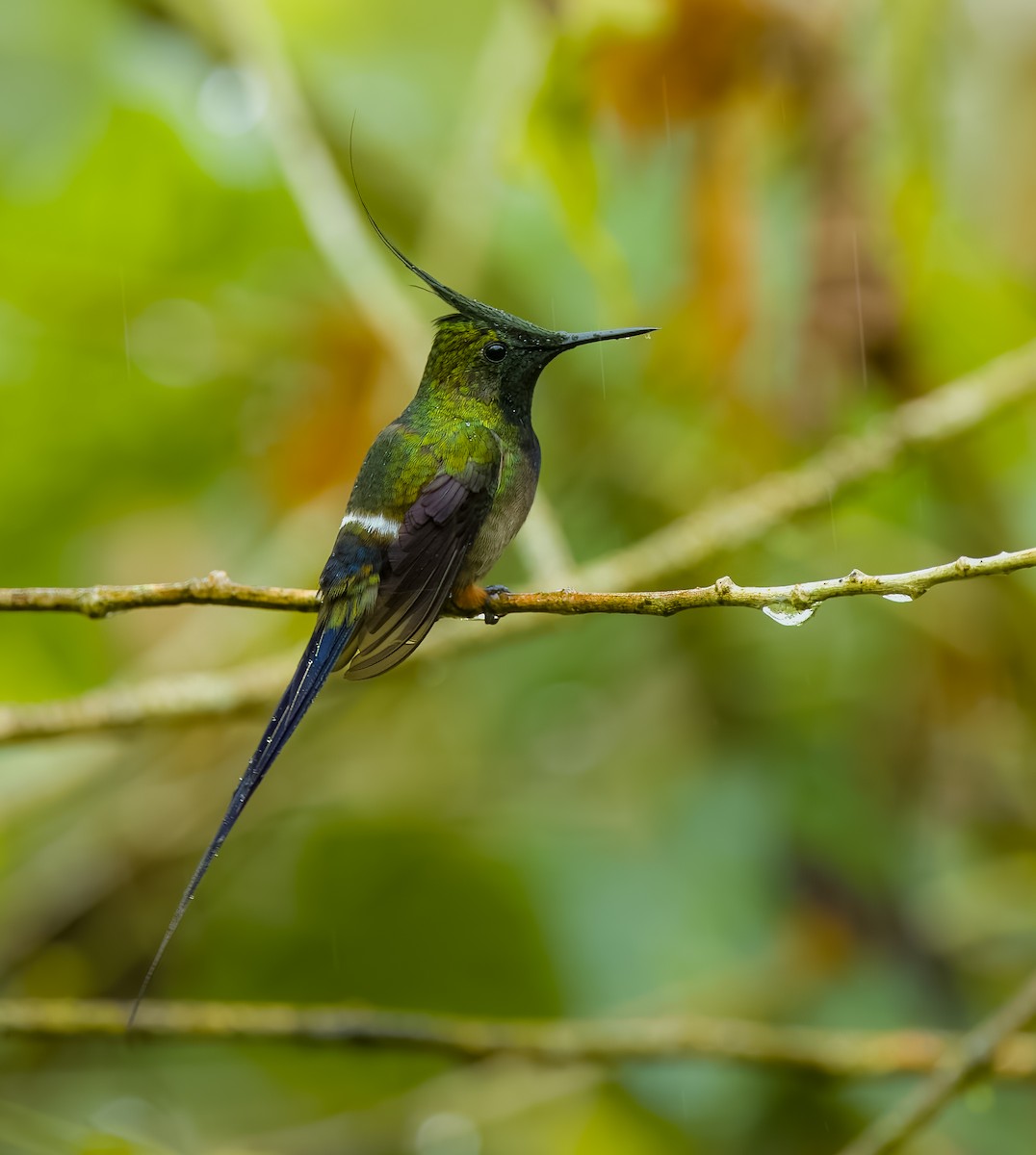 Wire-crested Thorntail - ML645810697