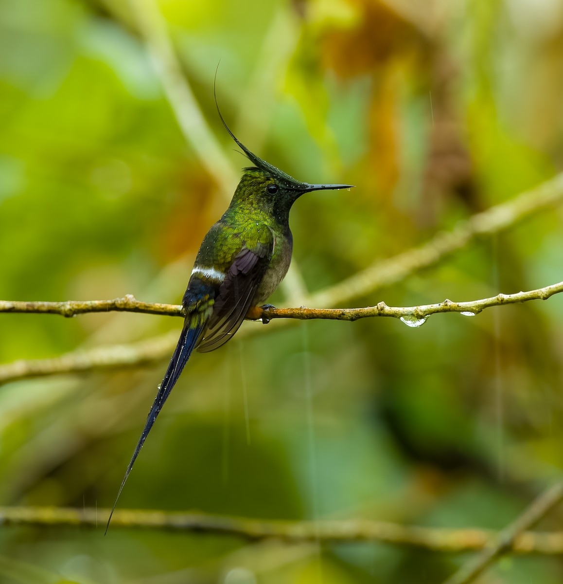 Wire-crested Thorntail - ML645810698
