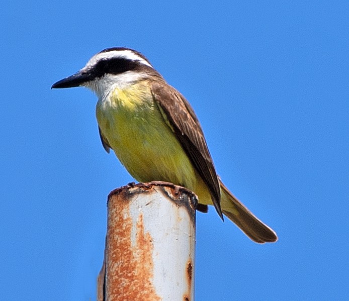 Great Kiskadee - ML645810701