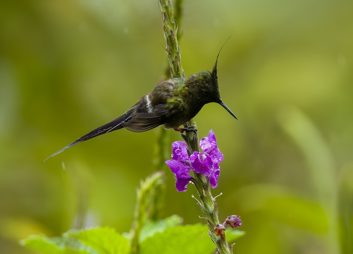 Wire-crested Thorntail - ML645810702