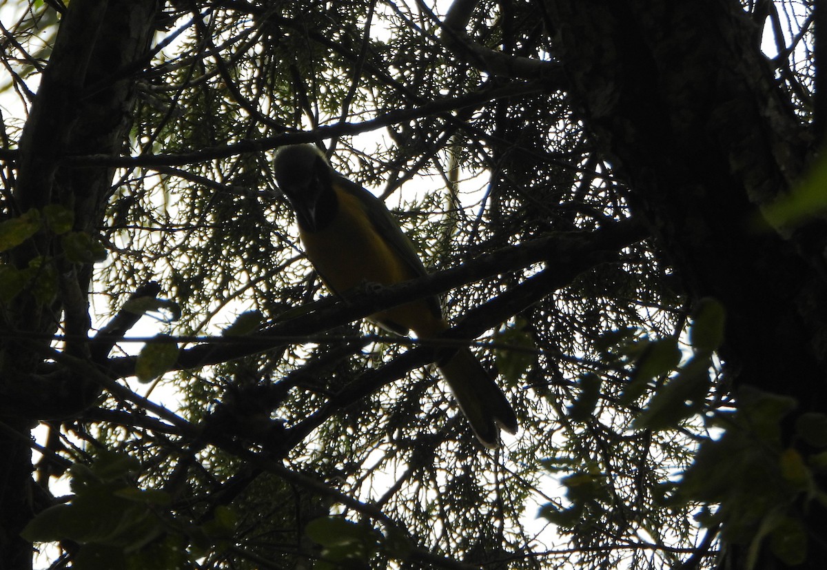 Green Jay - ML645810704