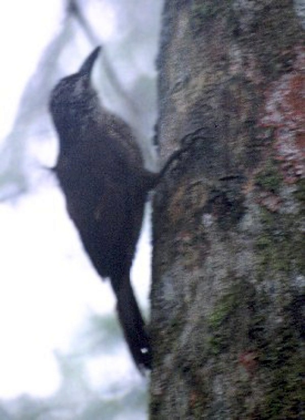 White-throated Woodcreeper - ML645810705
