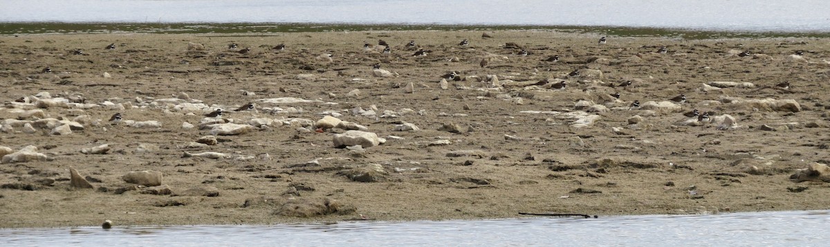 חופמי כפול-צווארון - ML645810706