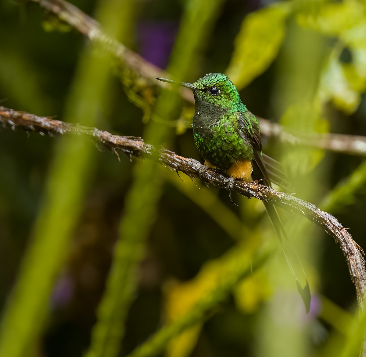 Peruvian Racket-tail - ML645810707