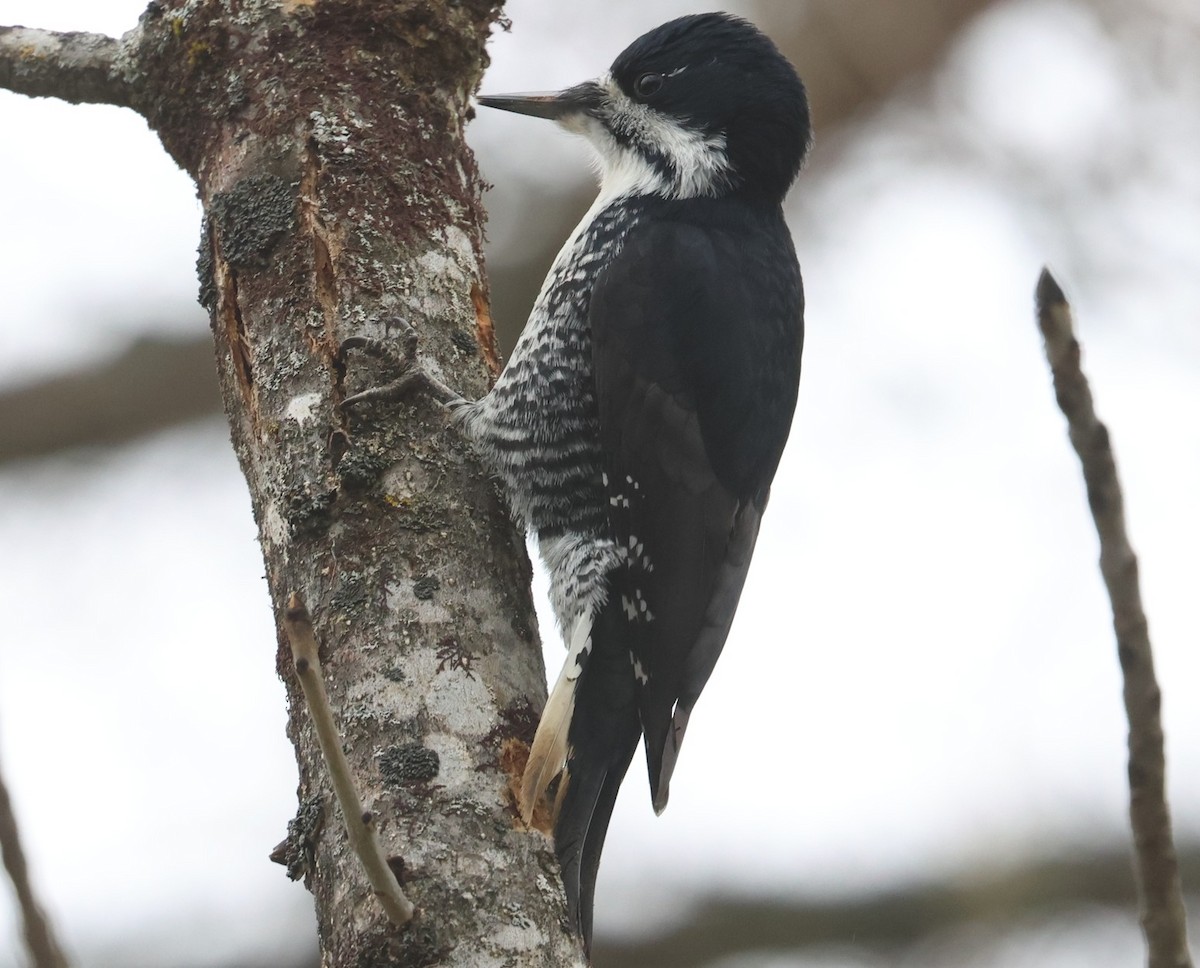Black-backed Woodpecker - ML645810708