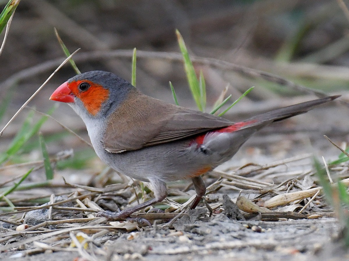 Orange-cheeked Waxbill - ML645810709