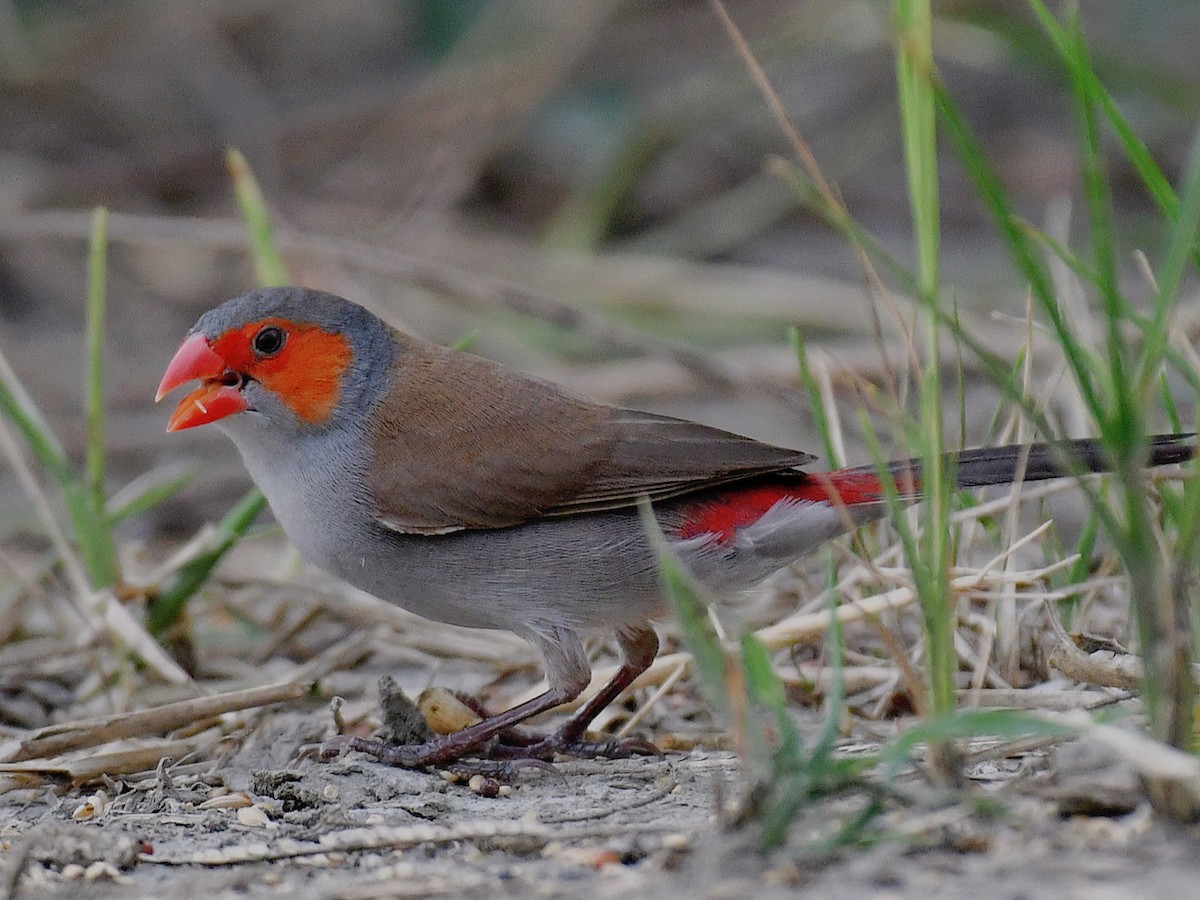 Orange-cheeked Waxbill - ML645810710