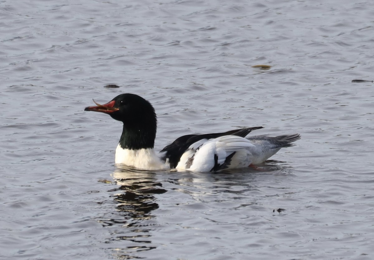 מרגון גדול - ML645810711