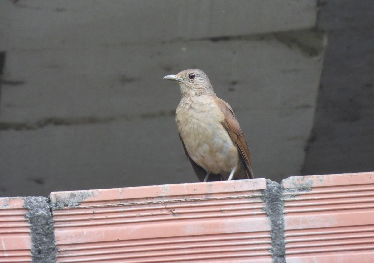 Pale-breasted Thrush - ML645810716
