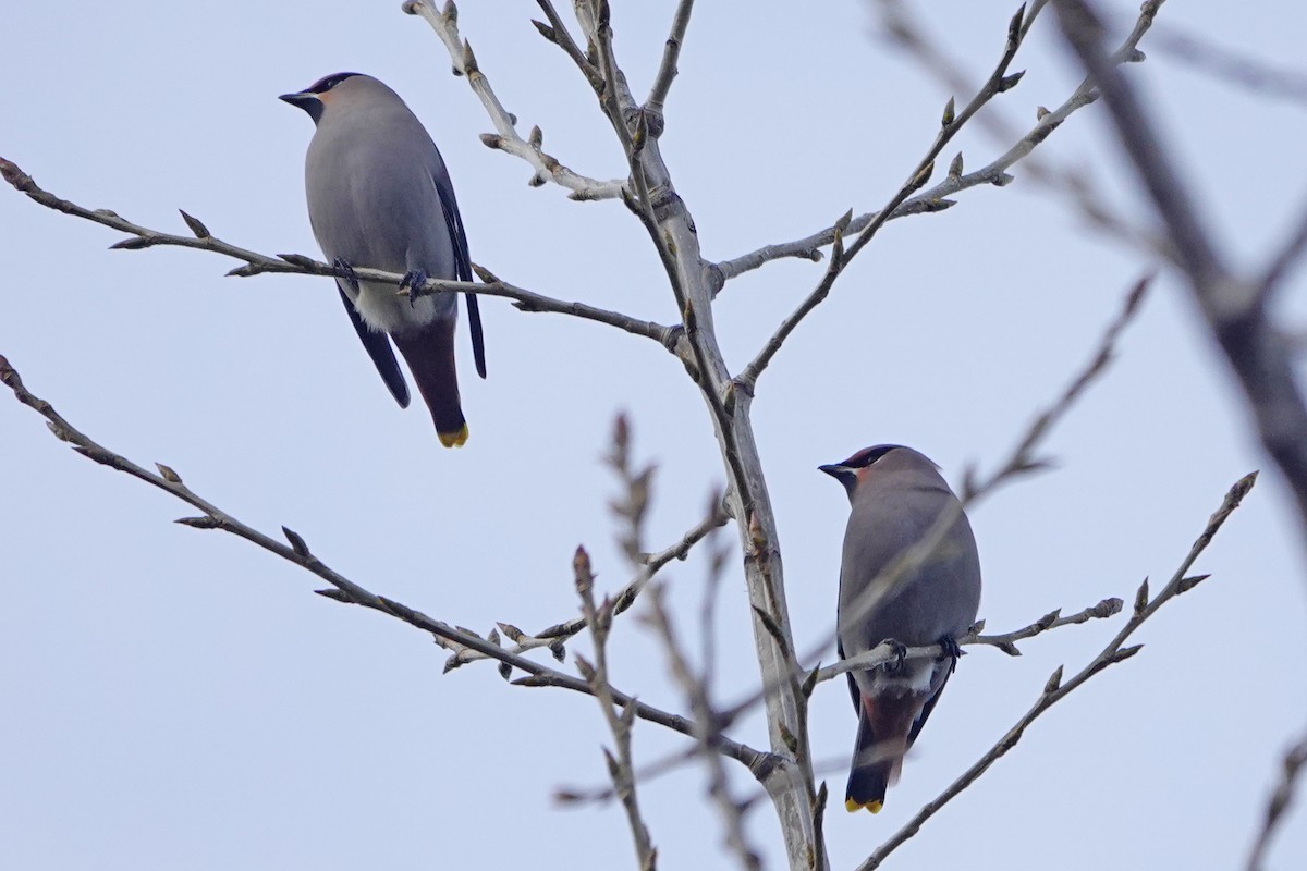 Bohemian Waxwing - ML645810718