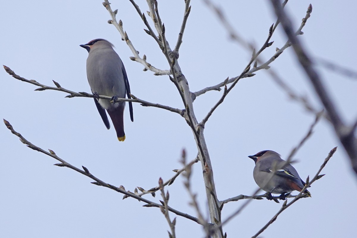 Bohemian Waxwing - ML645810719