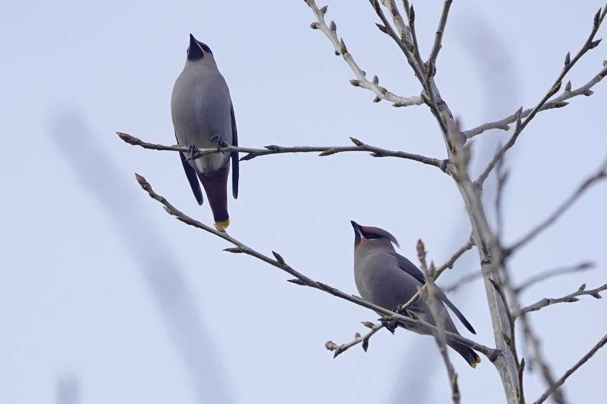 Bohemian Waxwing - ML645810720