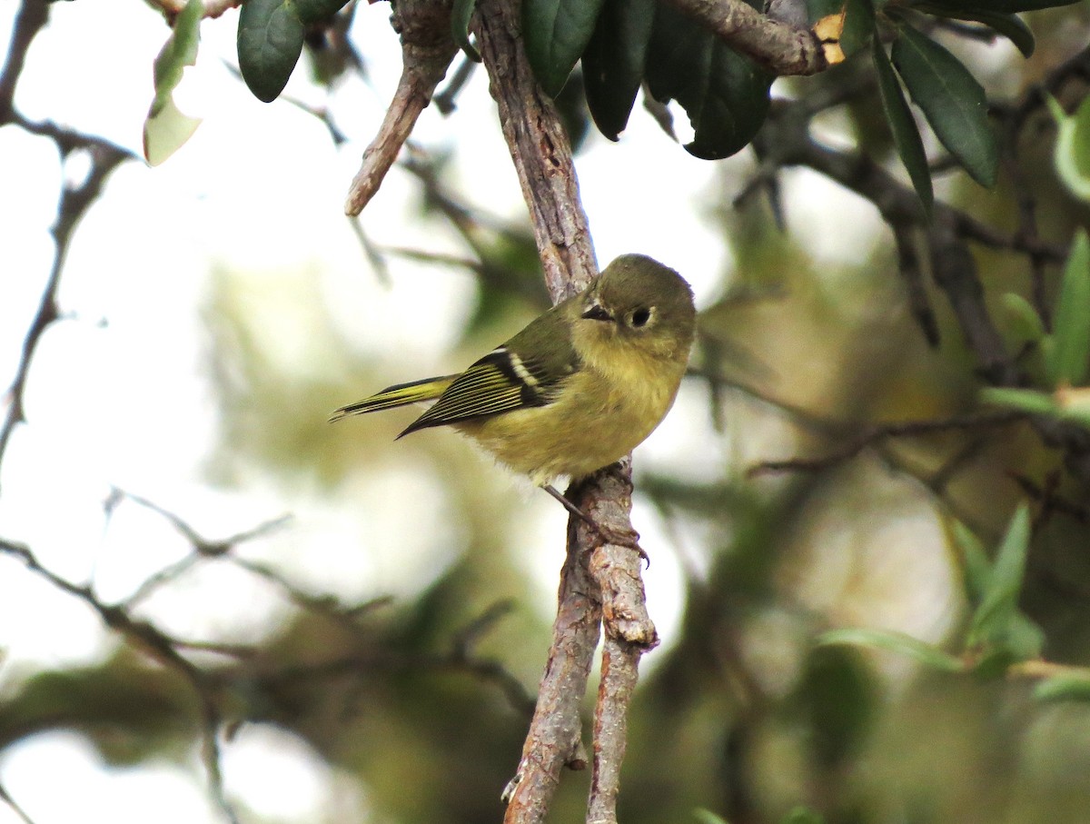 מלכילון אמריקני - ML645810721