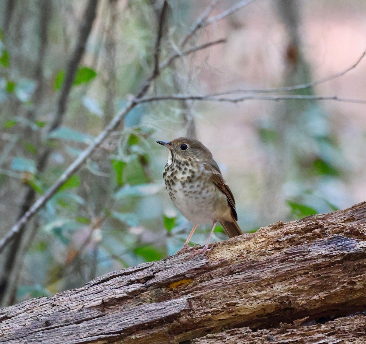 קיכלי חלוד-זנב - ML645810722