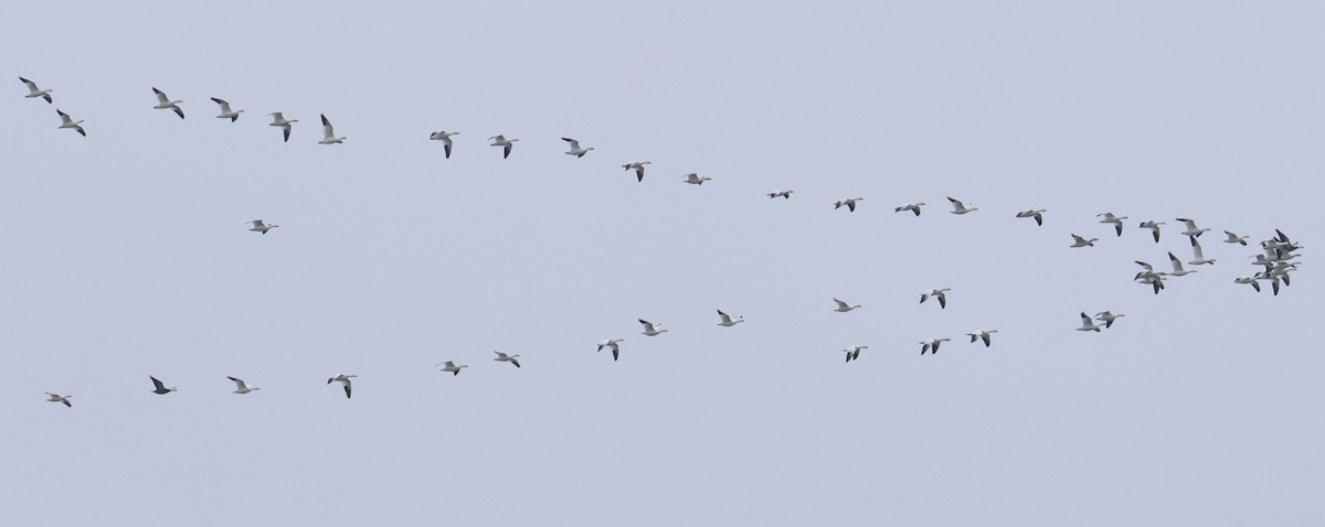 אווז שלג - ML645810723