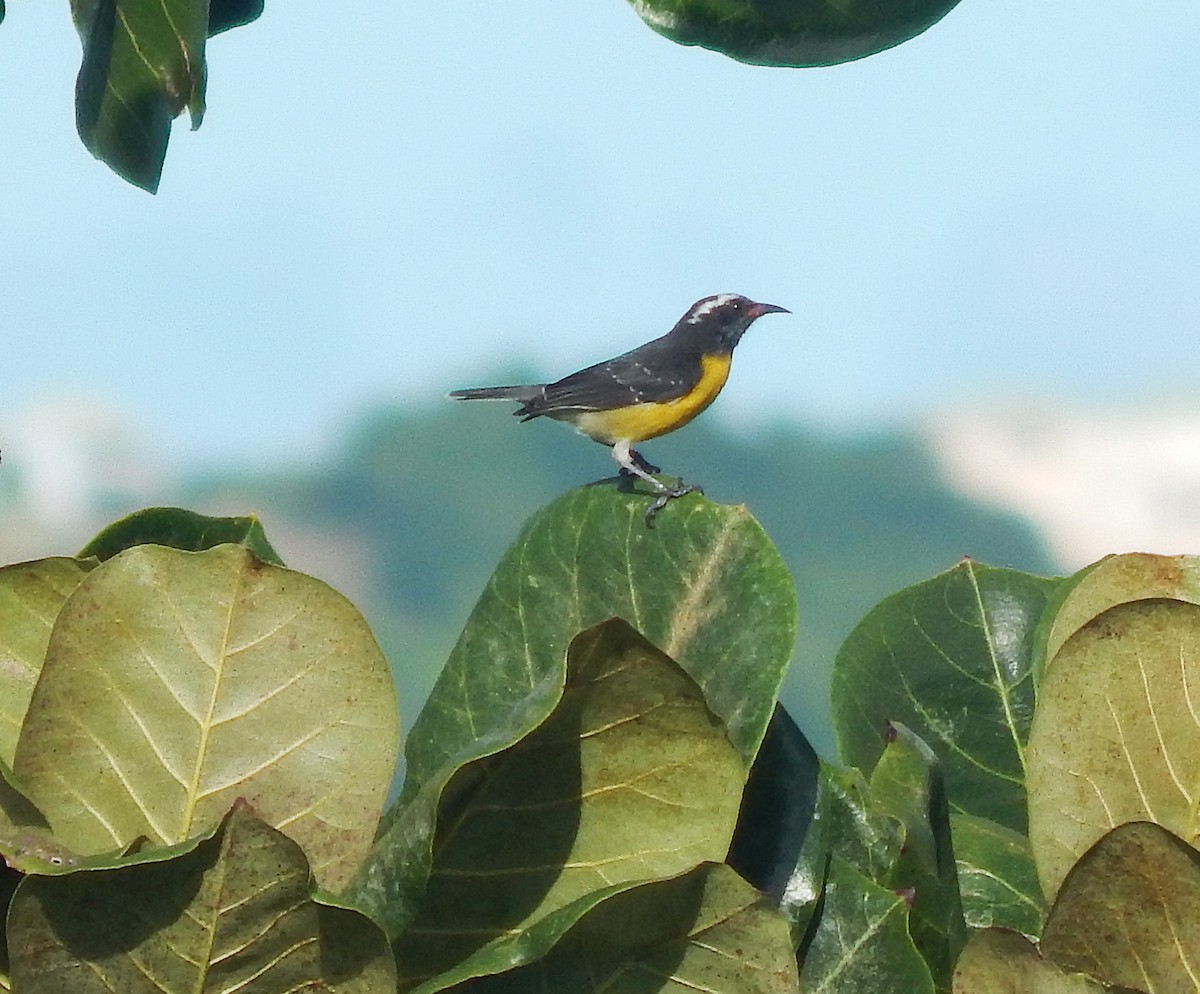 Bananaquit - ML645810724
