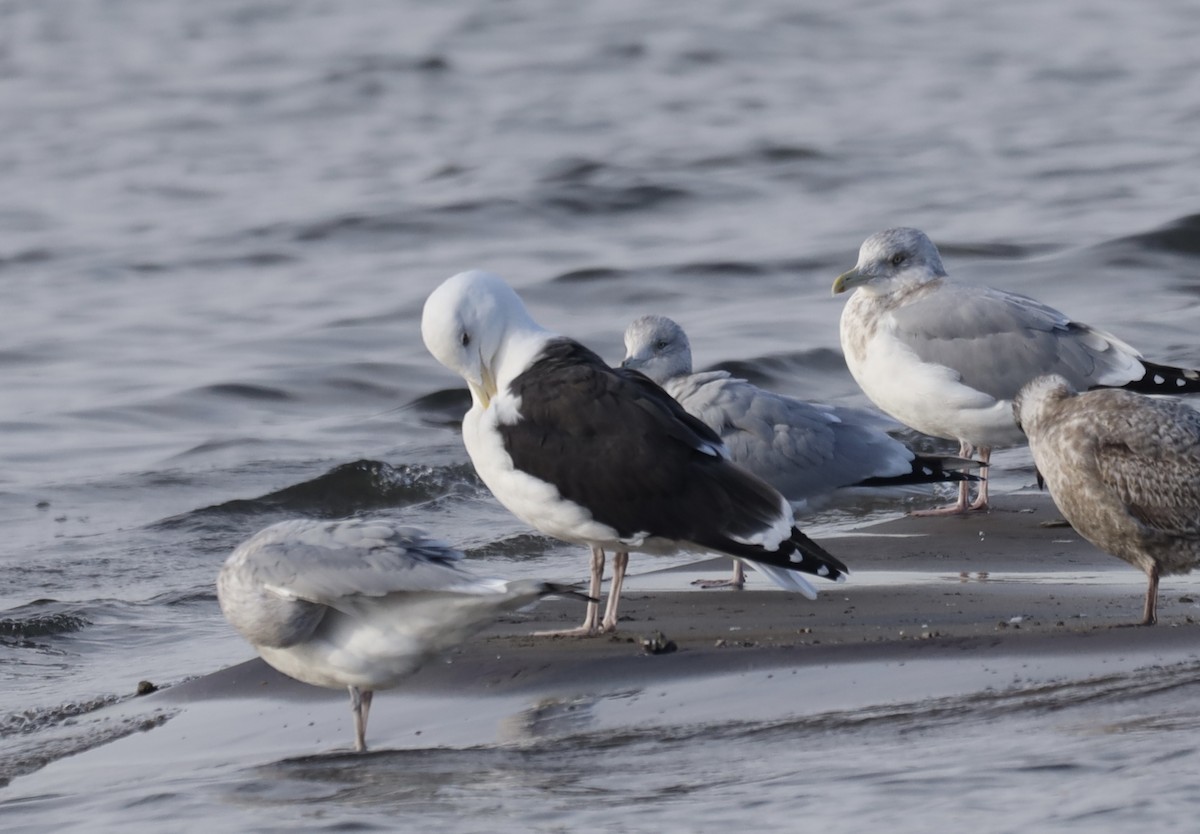שחף ימי - ML645810725