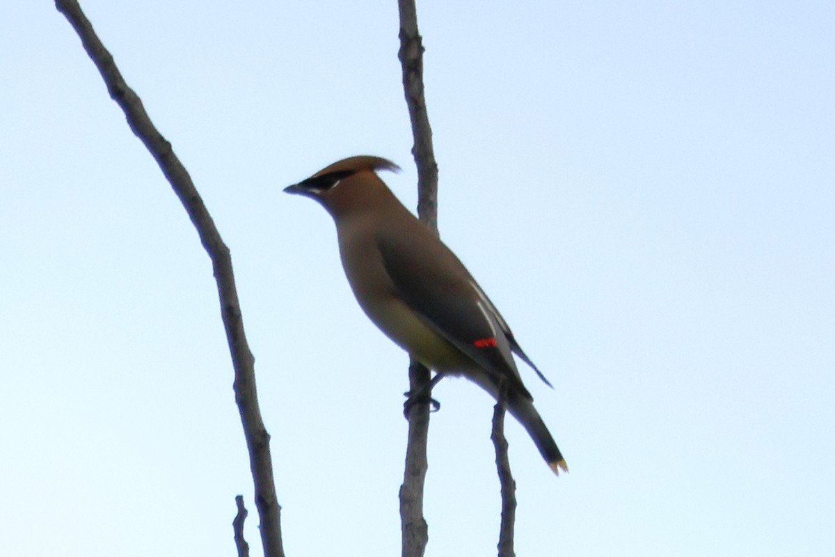 ציצנית אמריקנית - ML645810726
