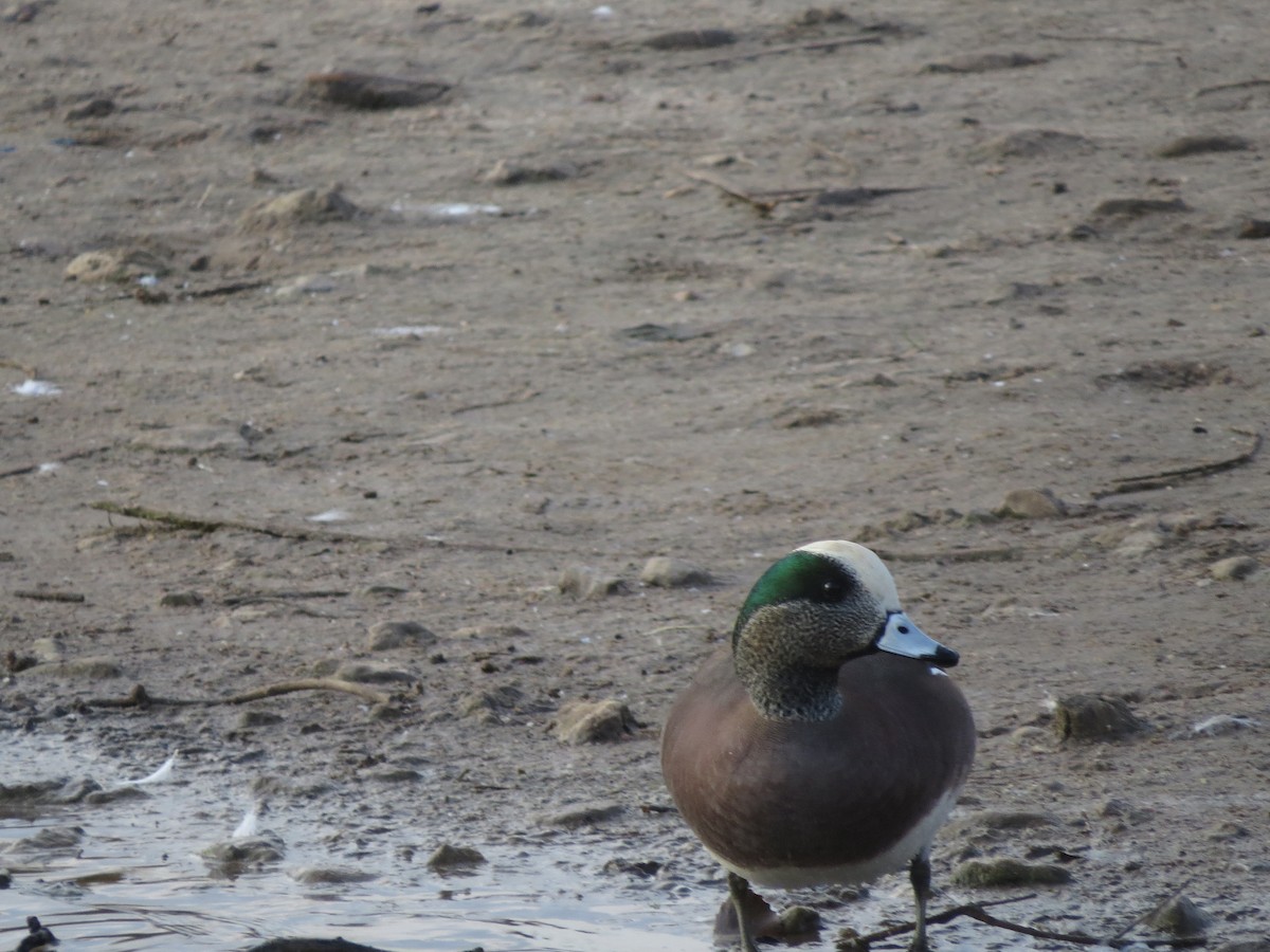 ברווז אמריקני - ML645810727