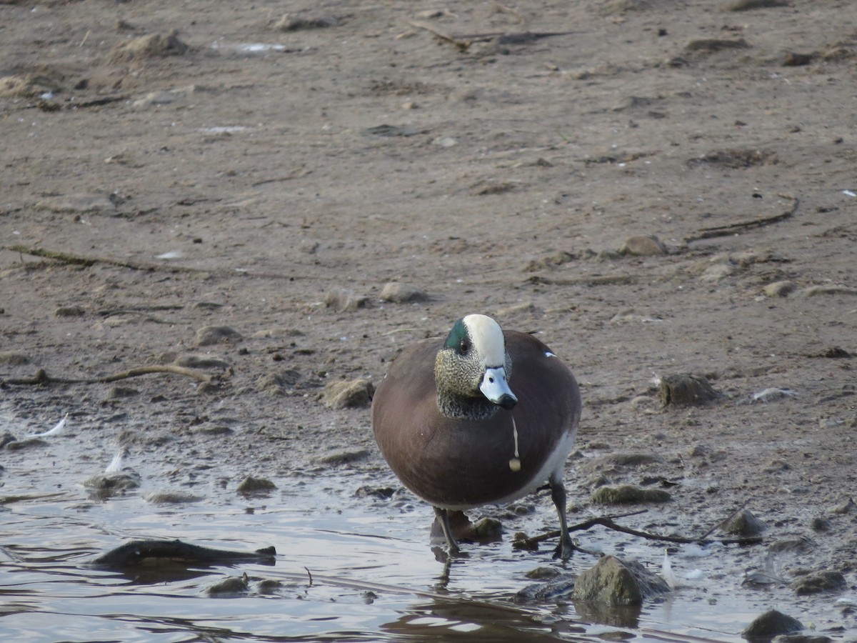 ברווז אמריקני - ML645810728