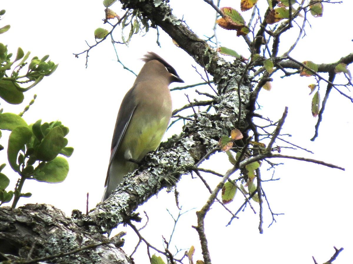 ציצנית אמריקנית - ML645810730