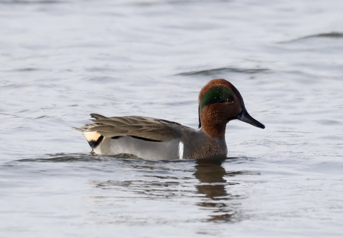 Green-winged Teal - ML645810736