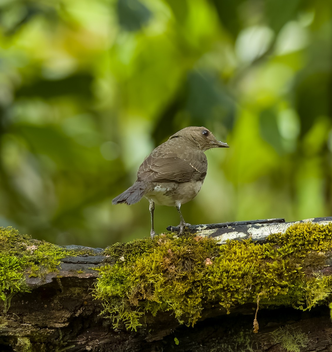 Black-billed Thrush - ML645810739